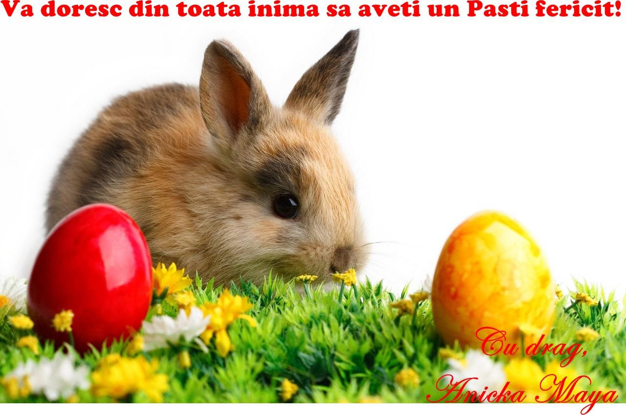 paste - iepurassiouapaste.jpg